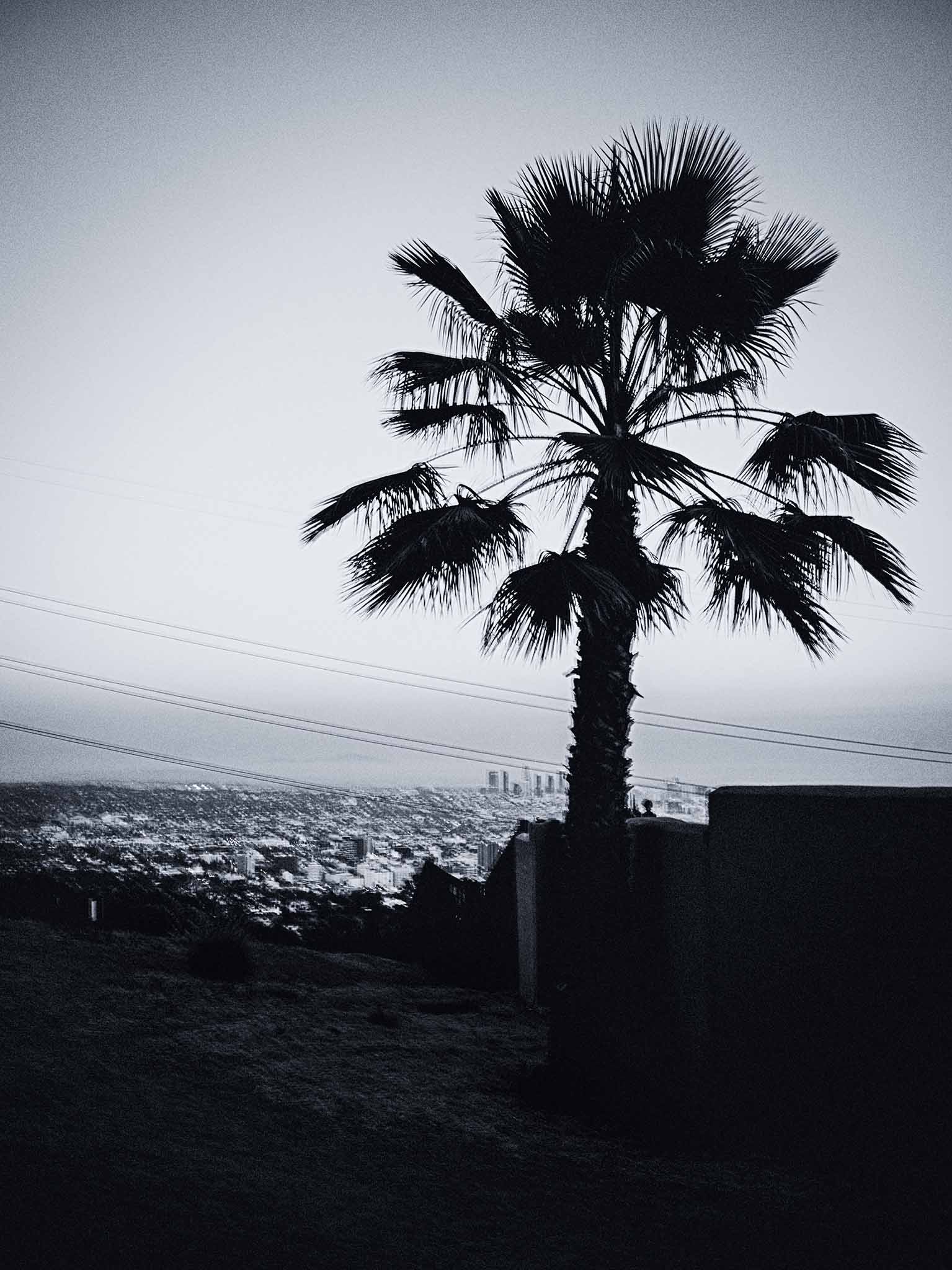 Black Palm and white LA BLACK PALM