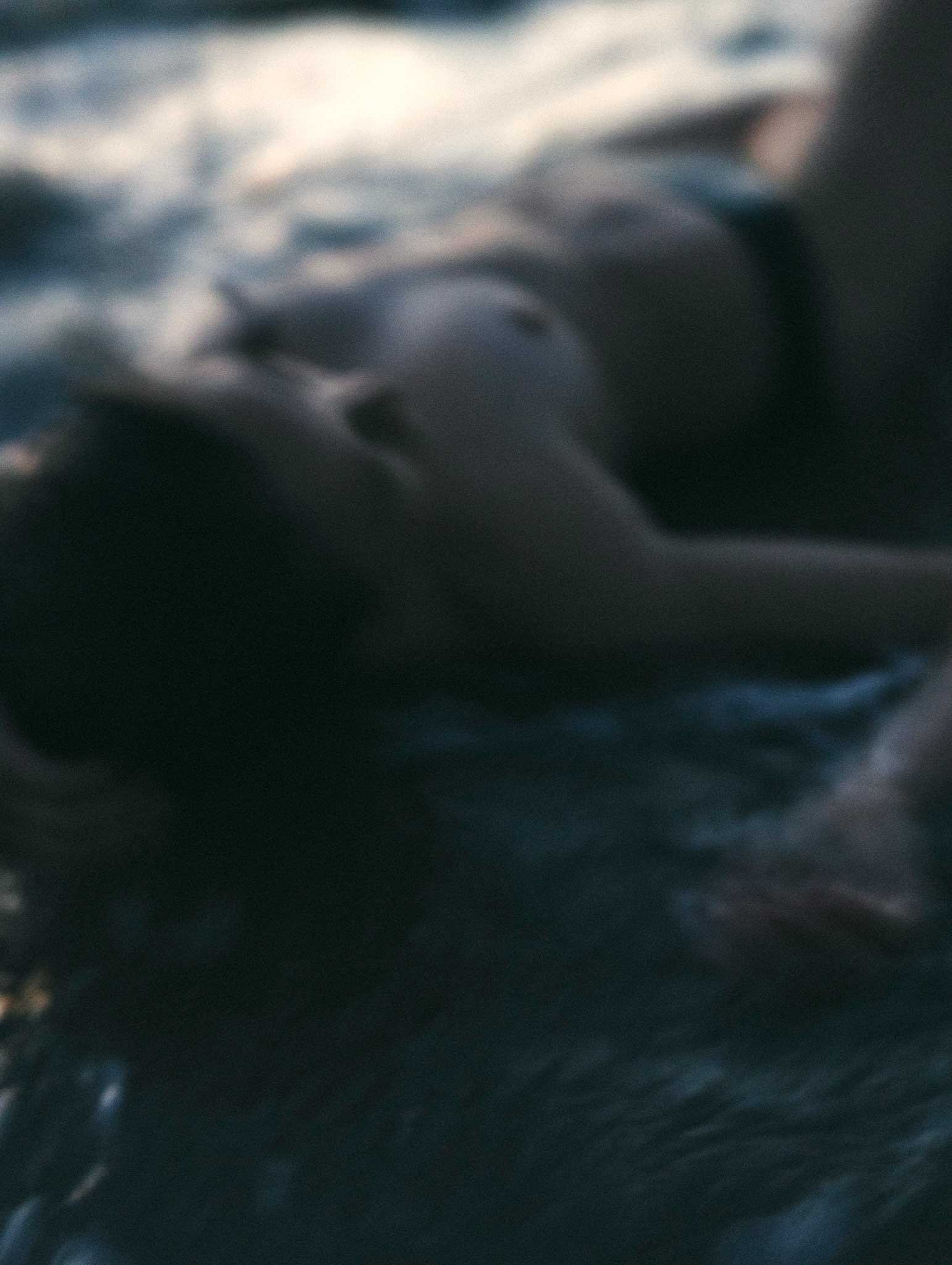 EARLY SUMMER